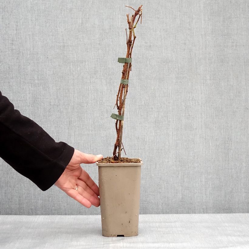 Raspberry Autumn Sun - Rubus idaeus 1.5L/2L pot, Clump sample as delivered in winter