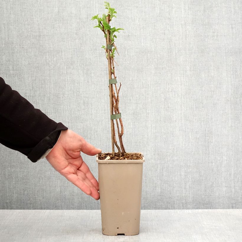 Raspberry Autumn Sun - Rubus idaeus 1.5L/2L pot, Clump sample as delivered in spring