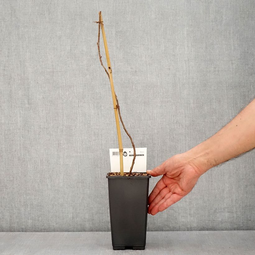 Raspberry Malling Passion - Rubus idaeus 2L/3L pot sample as delivered in spring