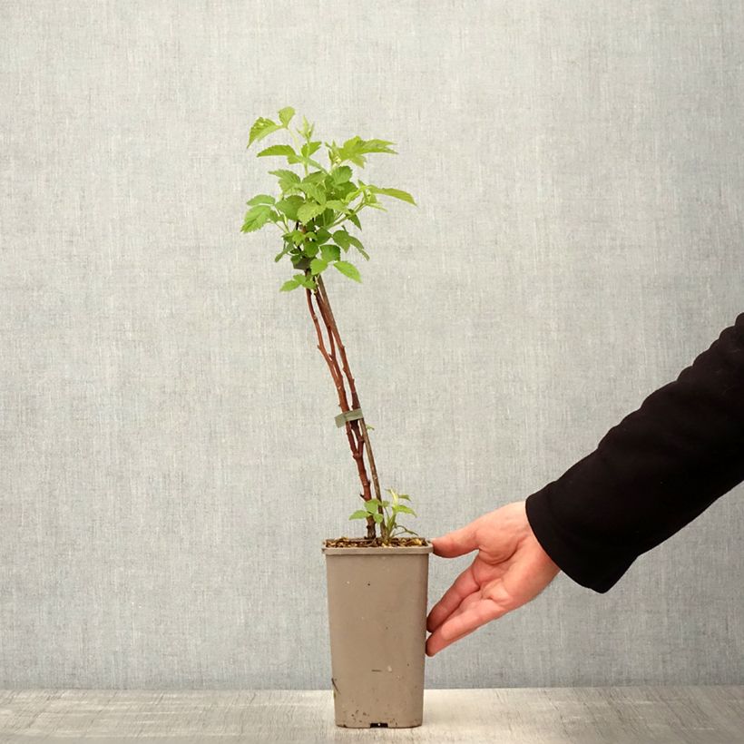 Rubus idaeus Primeberry 'Autumn Chef' 1.5L/2L pot, Clump sample as delivered in spring