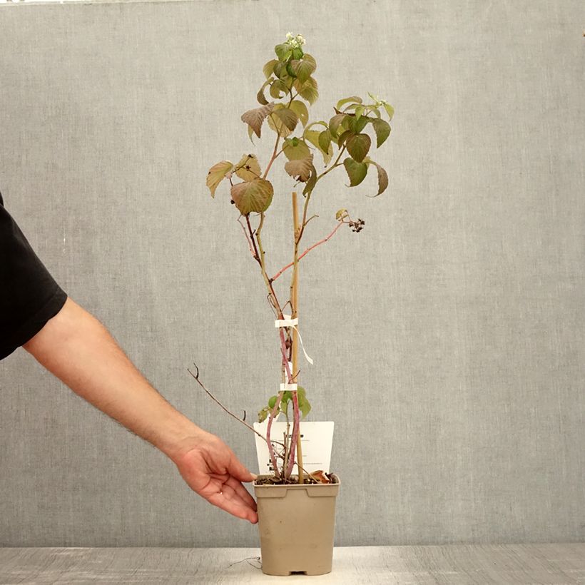 Raspberry Sanibelle (Everbearing) - Rubus idaeus 1L/1.5L pot sample as delivered in summer