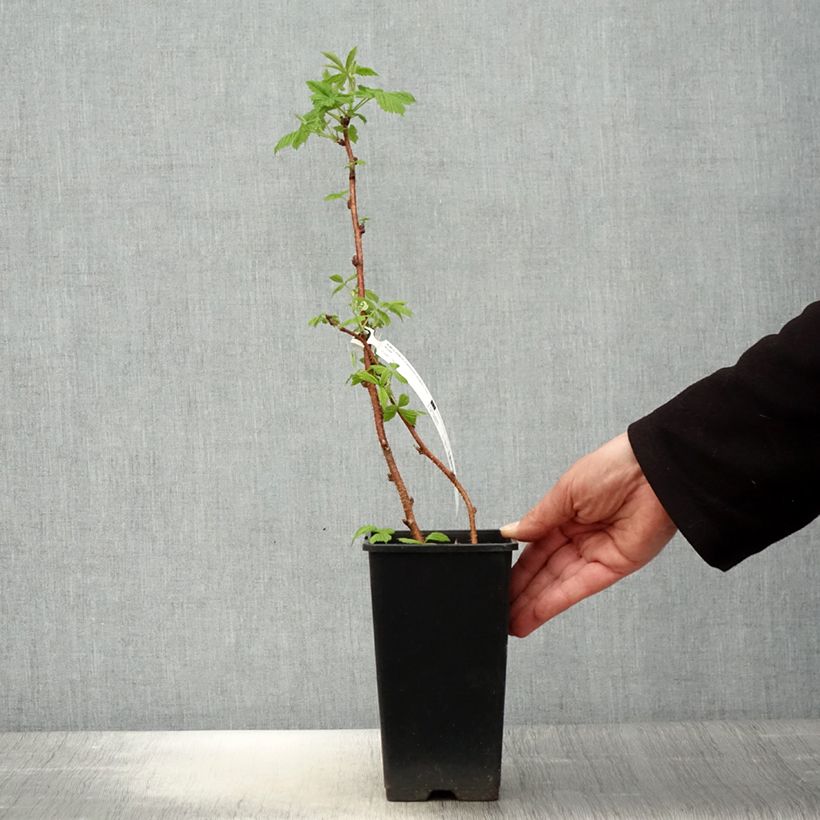 Raspberry Scepter - Rubus idaeus 1L/1.5L pot sample as delivered in spring