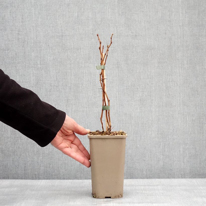 Raspberry Golddigger - Rubus idaeus 1.5L/2L pot, Clump sample as delivered in winter