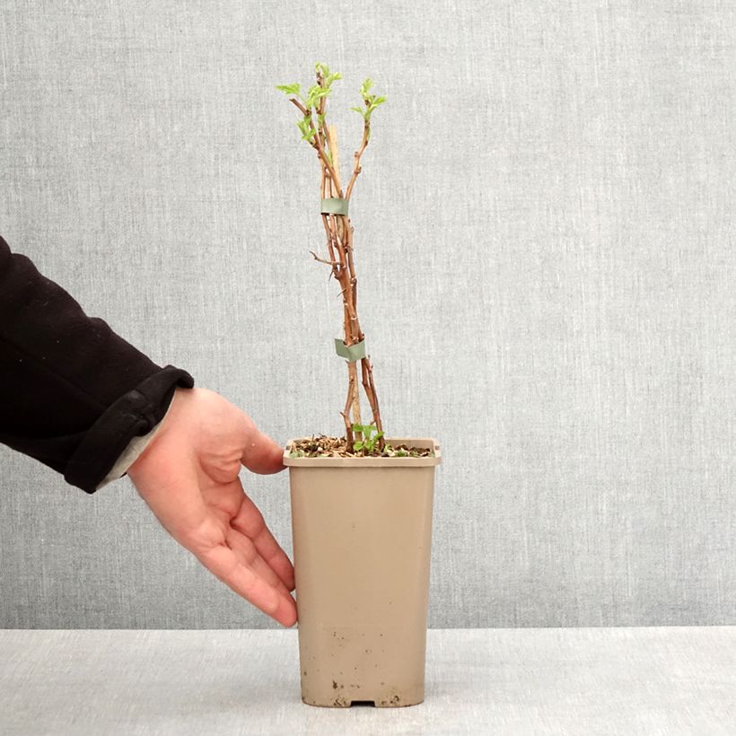 Raspberry Golddigger - Rubus idaeus 1.5L/2L pot, Clump sample as delivered in spring