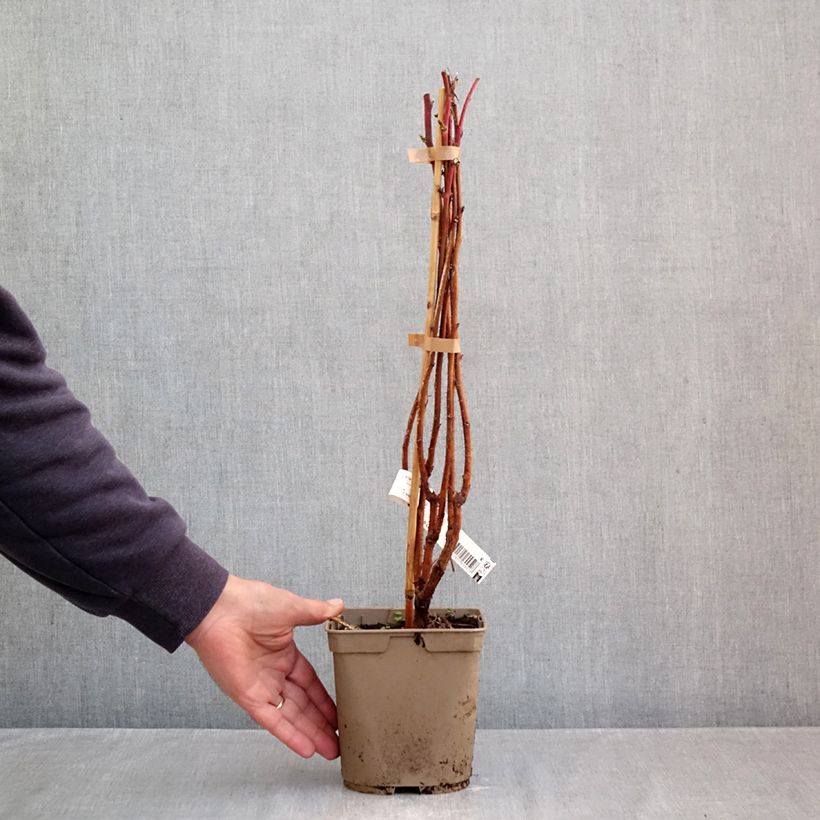 Rubus idaeus Sumo 2 - Raspberry 2L/3L pot, Clump sample as delivered in autumn