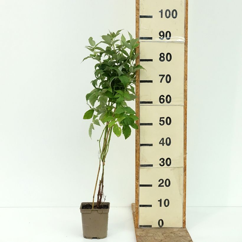 Rubus idaeus Sumo 2 - Raspberry 2L/3L pot, Clump sample as delivered in summer