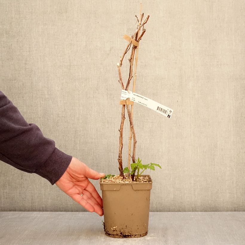 Rubus idaeus Sumo 2 - Raspberry 2L/3L pot, Clump sample as delivered in spring