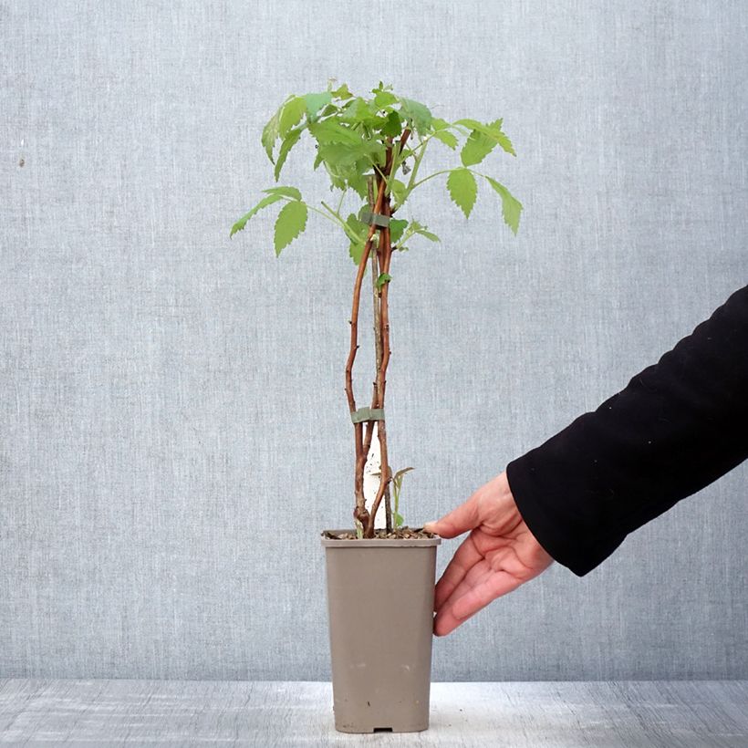 Rubus idaeus (Twotimer) 'Allyouneed' 1.5L/2L pot sample as delivered in spring