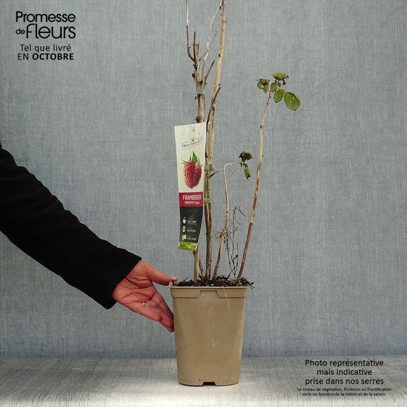 Raspberry Twotimer Sugana Red - Rubus idaeus 1.5L/2L pot, Clump sample as delivered in autumn