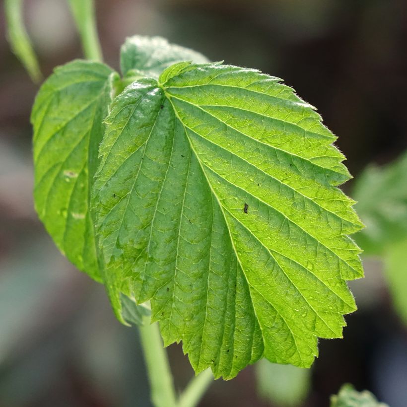 Raspberry Valentina - Rubus idaeus (Foliage)