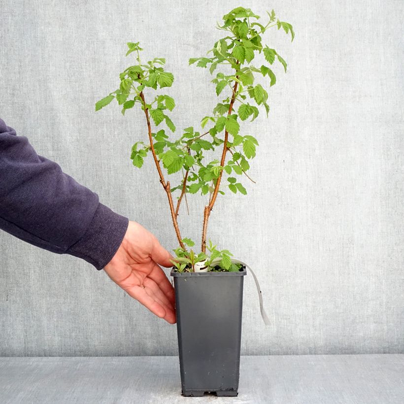 Raspberry Valentina - Rubus idaeus 1.5L/2L pot, Clump sample as delivered in spring