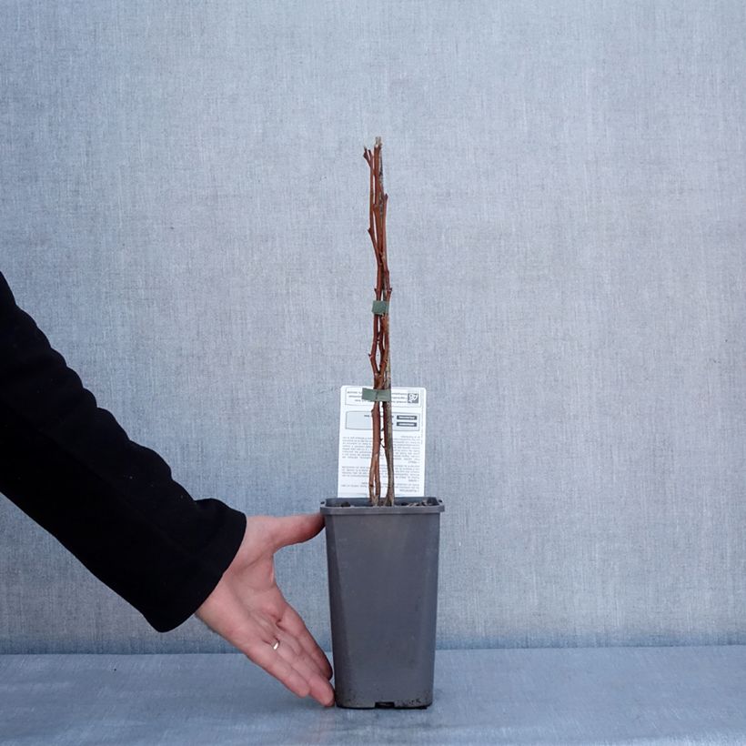 Rubus idaeus Versailles Bio - Raspberry 1.5L/2L pot, Clump sample as delivered in winter