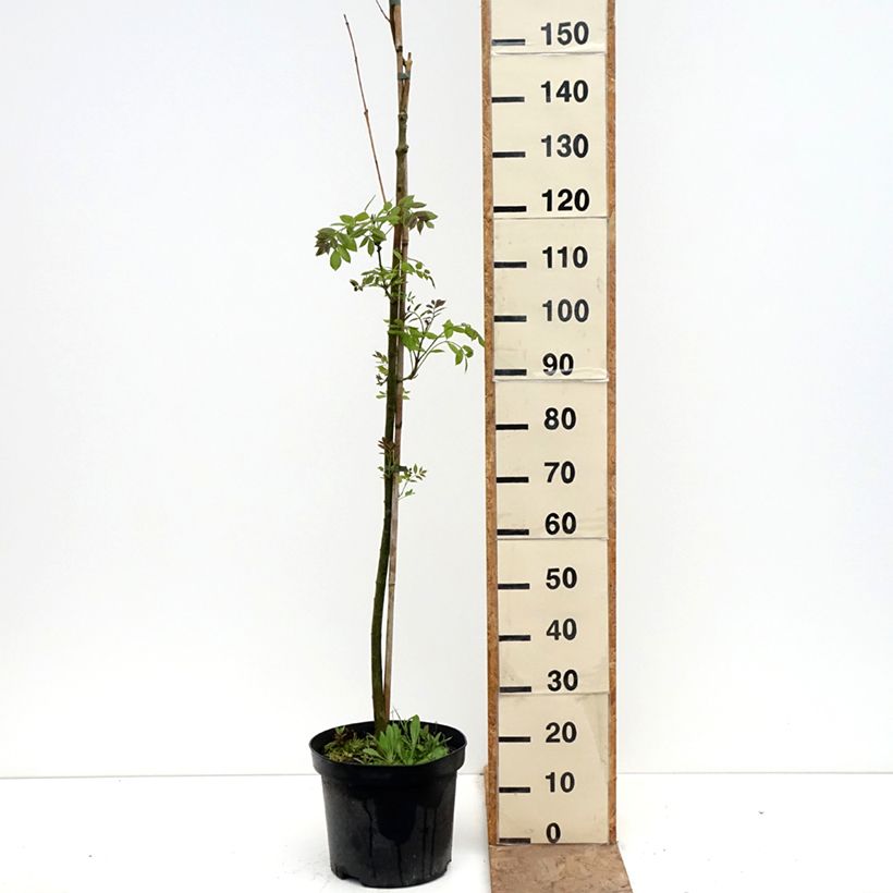 Fraxinus americana Hunky Punk - American Ash 7.5L/10L pot sample as delivered in spring