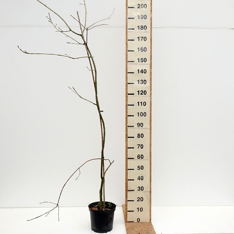 Fraxinus excelsior Aarsee - Common Ash 7.5L/10L pot sample as delivered in autumn