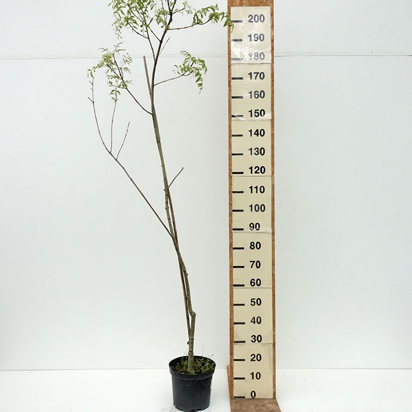 Fraxinus excelsior Aarsee - Common Ash 7.5L/10L pot sample as delivered in summer