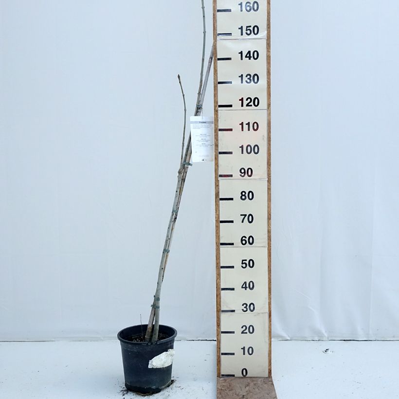 Fraxinus excelsior - Ash 7.5L/10L pot sample as delivered in winter