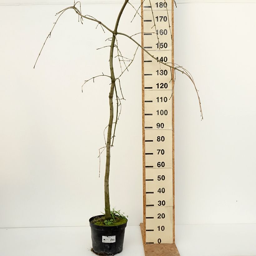 Fraxinus excelsior Heterophylla Pendula - Weeping ash 7.5L/10L pot sample as delivered in autumn