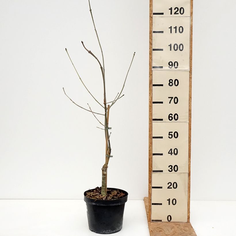 Fraxinus excelsior Zygmunt Krasiński - Ash 7.5L/10L pot sample as delivered in autumn