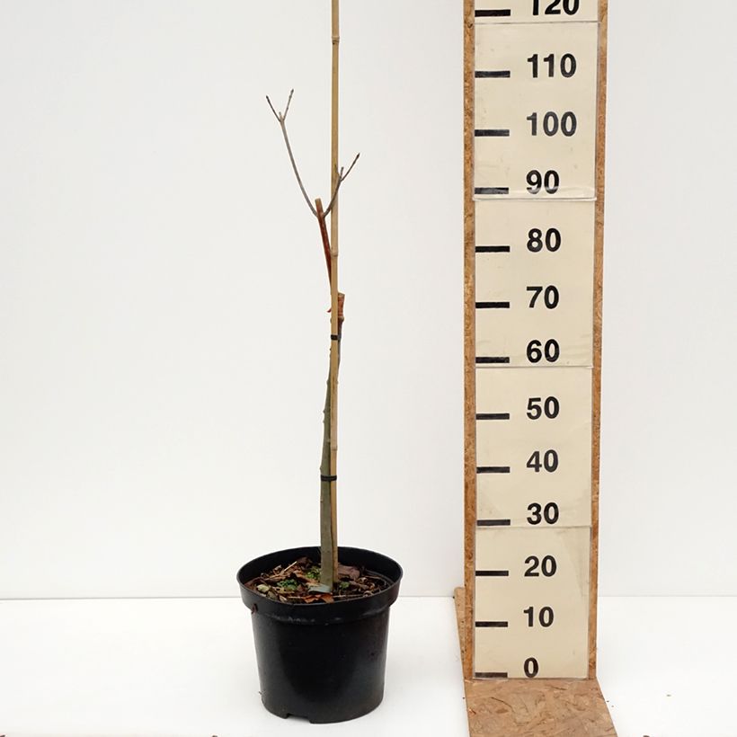 Fraxinus pennsylvanica Argenteomarginata - Ash 7.5L/10L pot sample as delivered in autumn