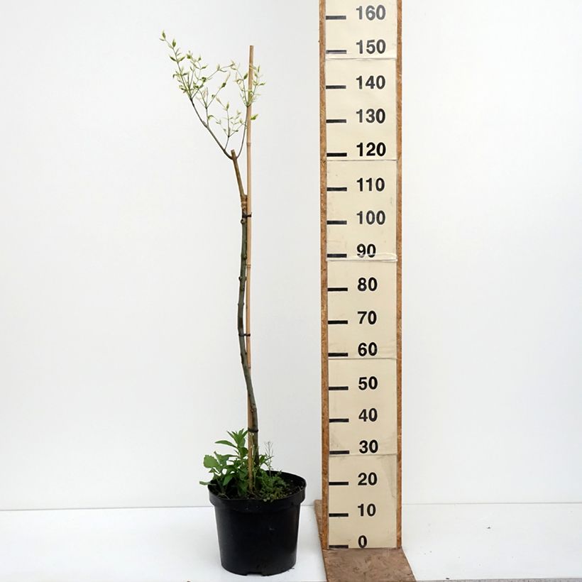Fraxinus pennsylvanica Argenteomarginata - Ash 7.5L/10L pot sample as delivered in spring