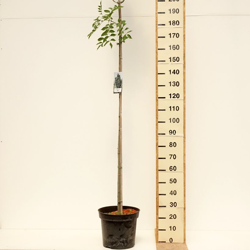 Fraxinus pennsylvanica Crispa - Green ash 30L/35L pot, Standard sample as delivered in spring