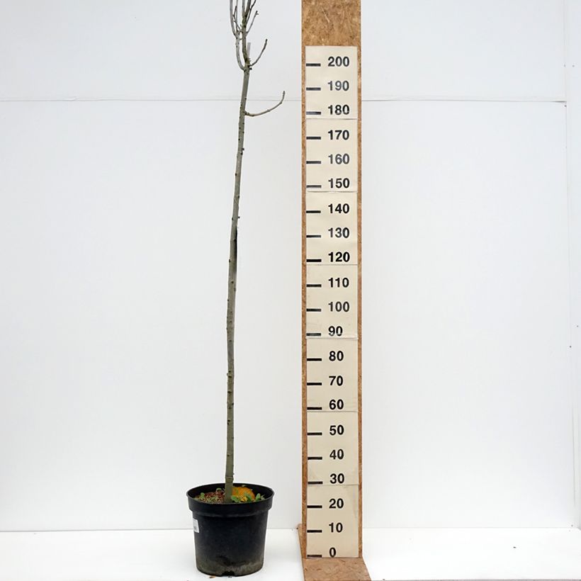 Fraxinus pennsylvanica Crispa - Green ash 30L/35L pot, Standard sample as delivered in autumn