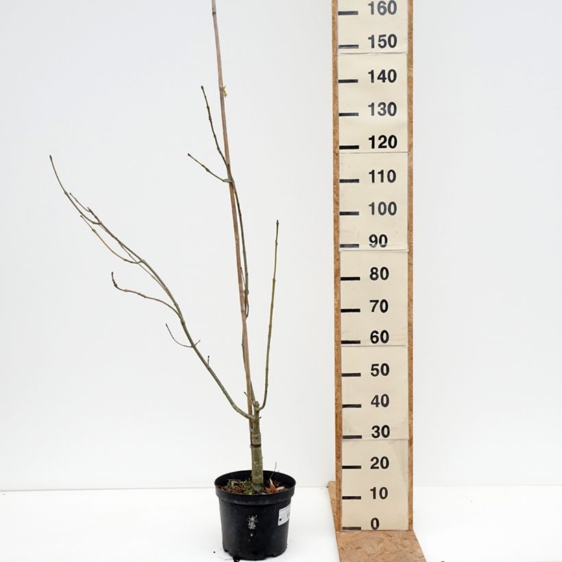 Fraxinus excelsior Argenteovariegata 7.5L/10L pot sample as delivered in autumn