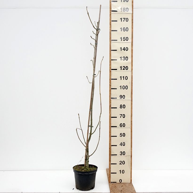 Fraxinus excelsior Argenteovariegata 7.5L/10L pot sample as delivered in winter