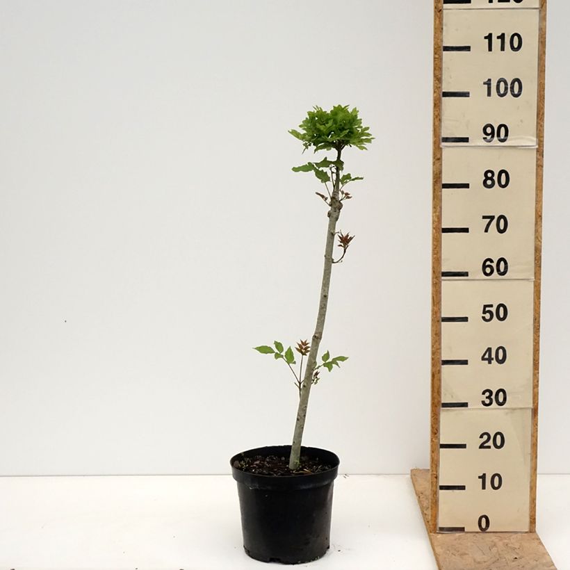 Fraxinus excelsior Abiona 7.5L/10L pot, Standard sample as delivered in spring