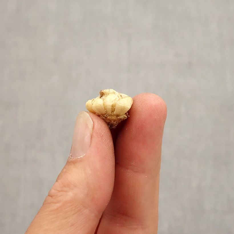Fritillaria camschatcensis Bulb size 6+ sample as delivered in autumn