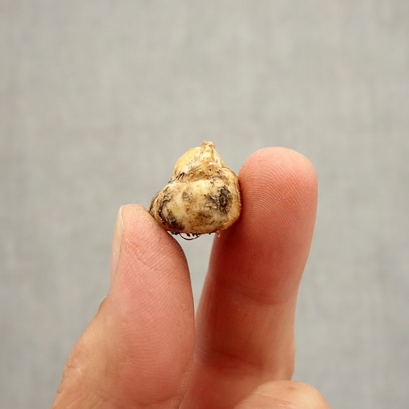 Fritillaria reuteri Bulb size I sample as delivered in autumn