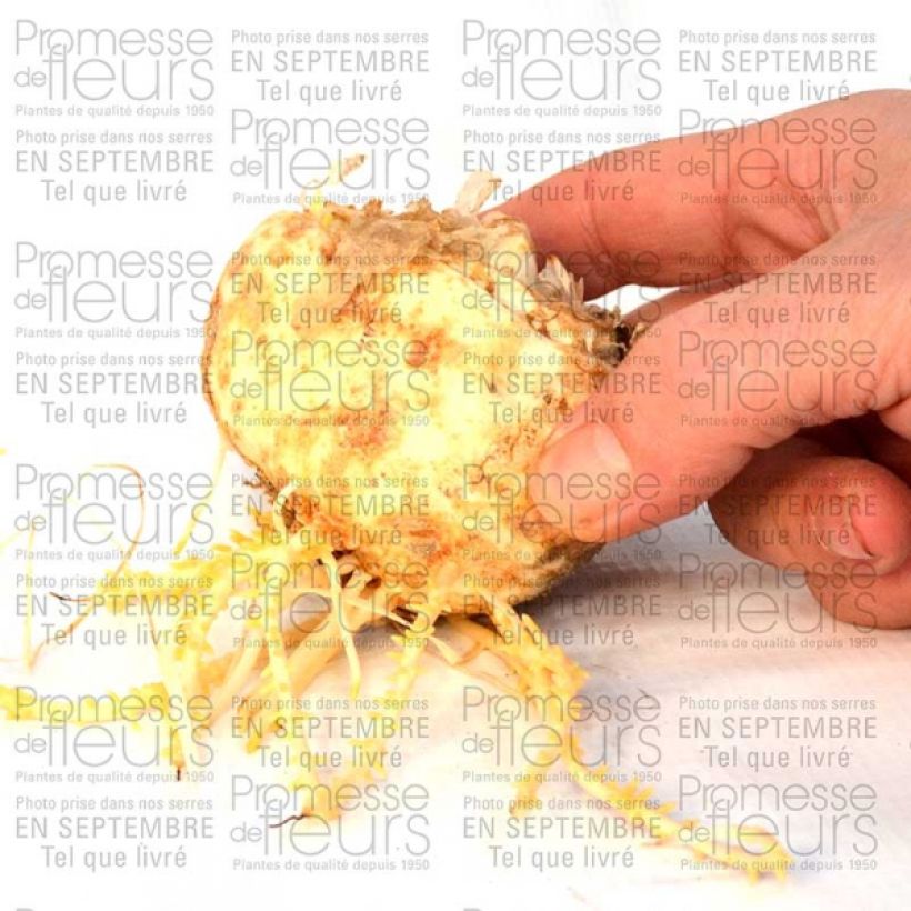 Example of Fritillaria imperialis Aureomarginata Bulb size I specimen as delivered