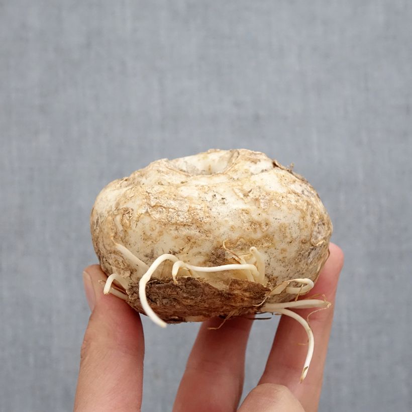 Fritillaria imperialis Aureomarginata Bulb size I sample as delivered in autumn