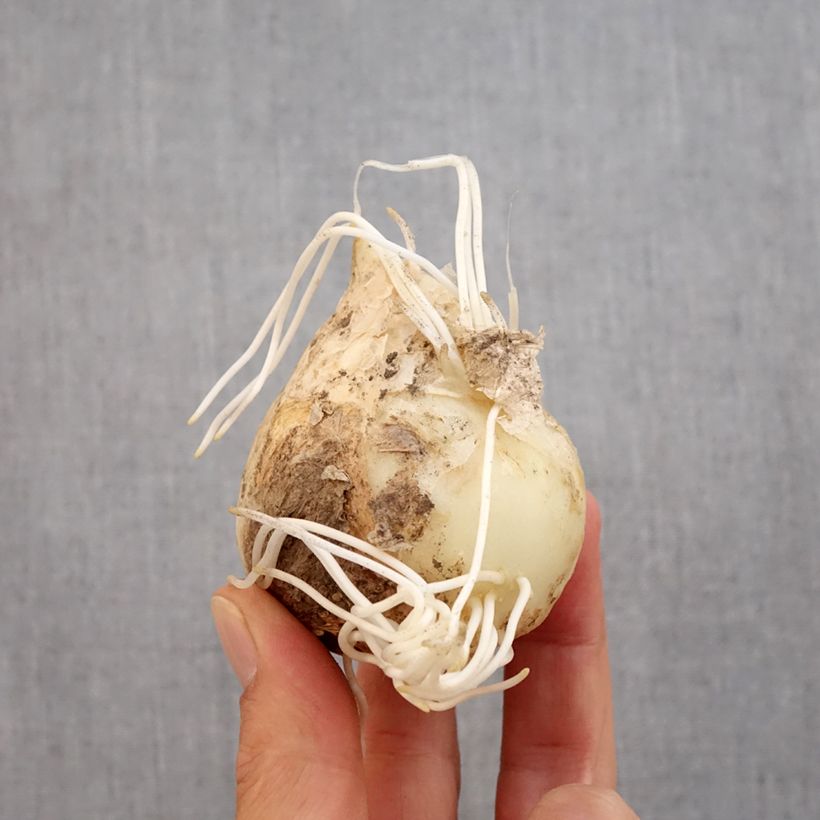 Fritillaria imperialis Orange Beauty Bulb size 20+ sample as delivered in autumn