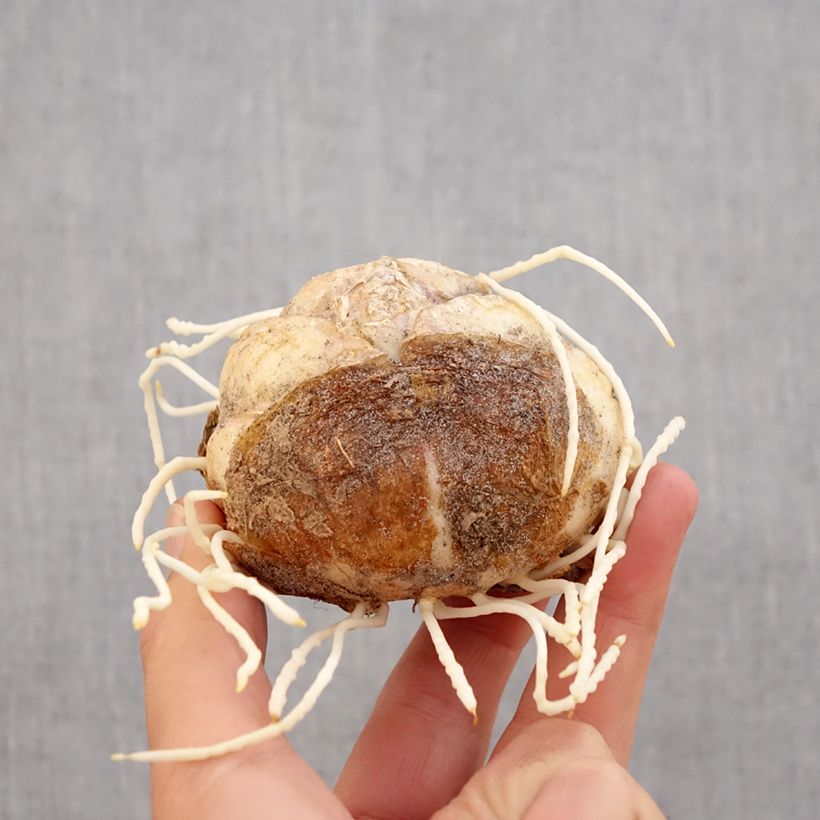 Fritillaria imperialis Rubra Bulb size 24+ sample as delivered in autumn