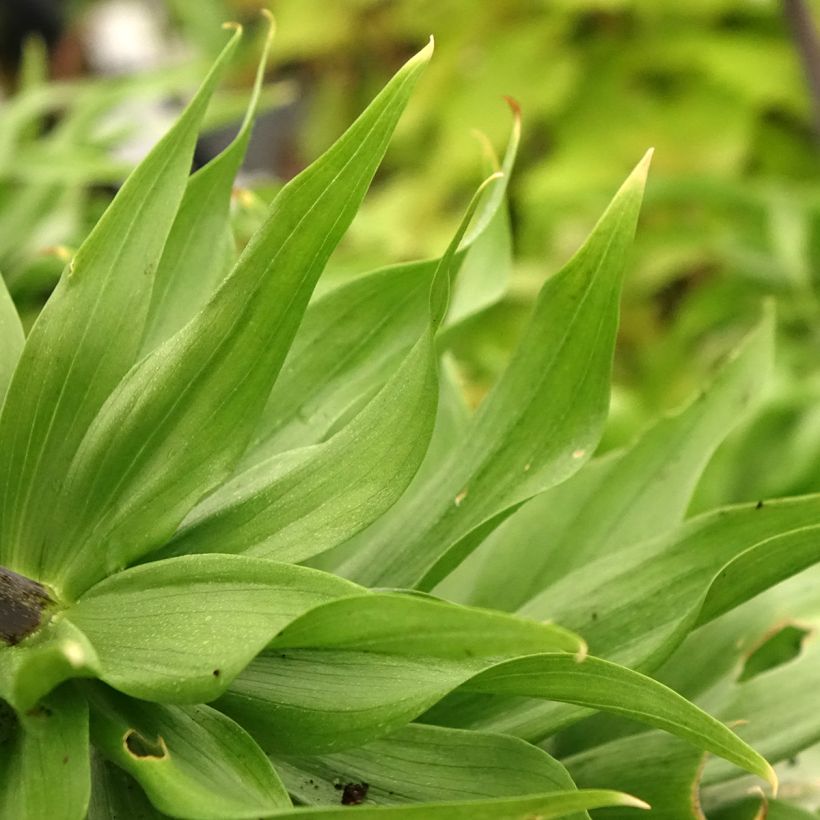 Fritillaria imperialis Rubra (Foliage)