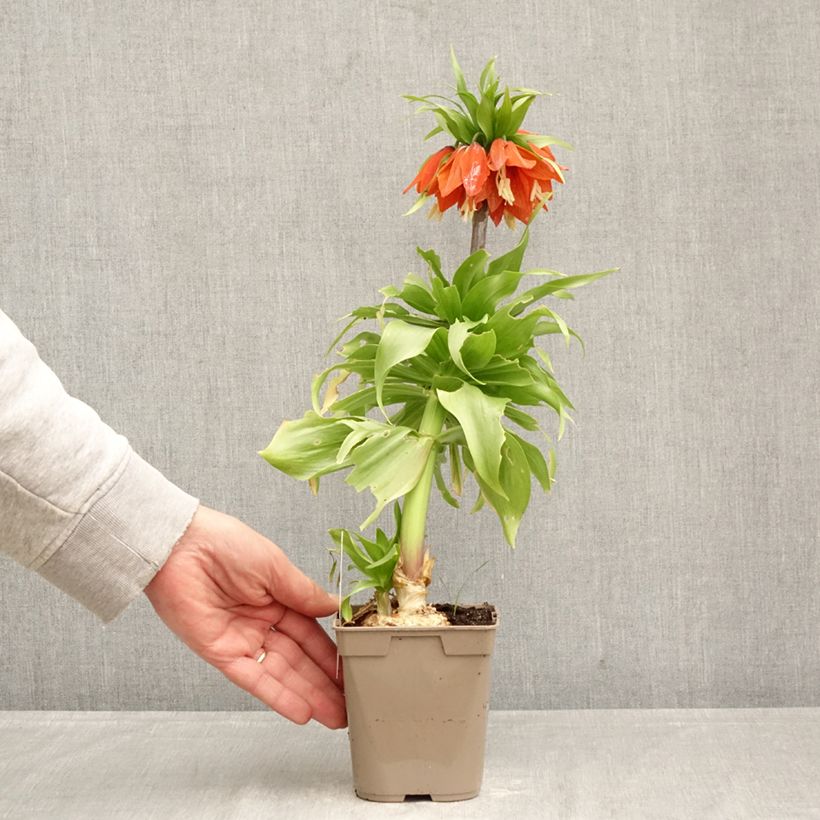 Fritillaria imperialis Rubra 12cm pot size 24+ sample as delivered in spring