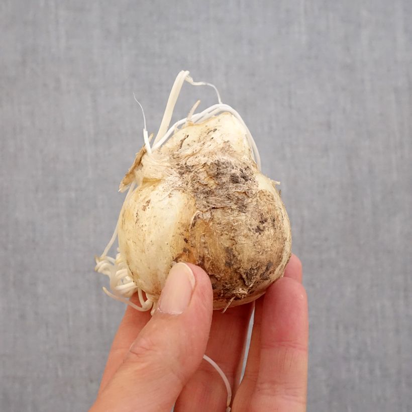 Fritillaria imperialis Sunset  Bulb size 20+ sample as delivered in autumn