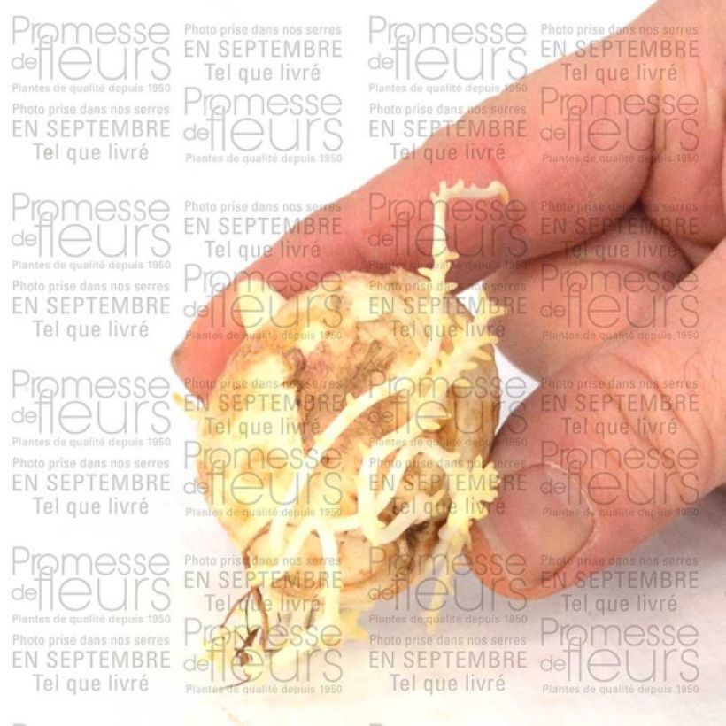 Example of Fritillaria imperialis Tchaikovsky Bulb size 14 specimen as delivered