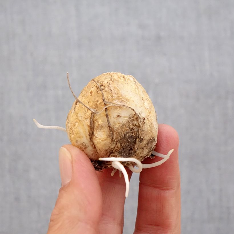 Fritillaria imperialis Tchaikovsky Bulb size 14 sample as delivered in autumn