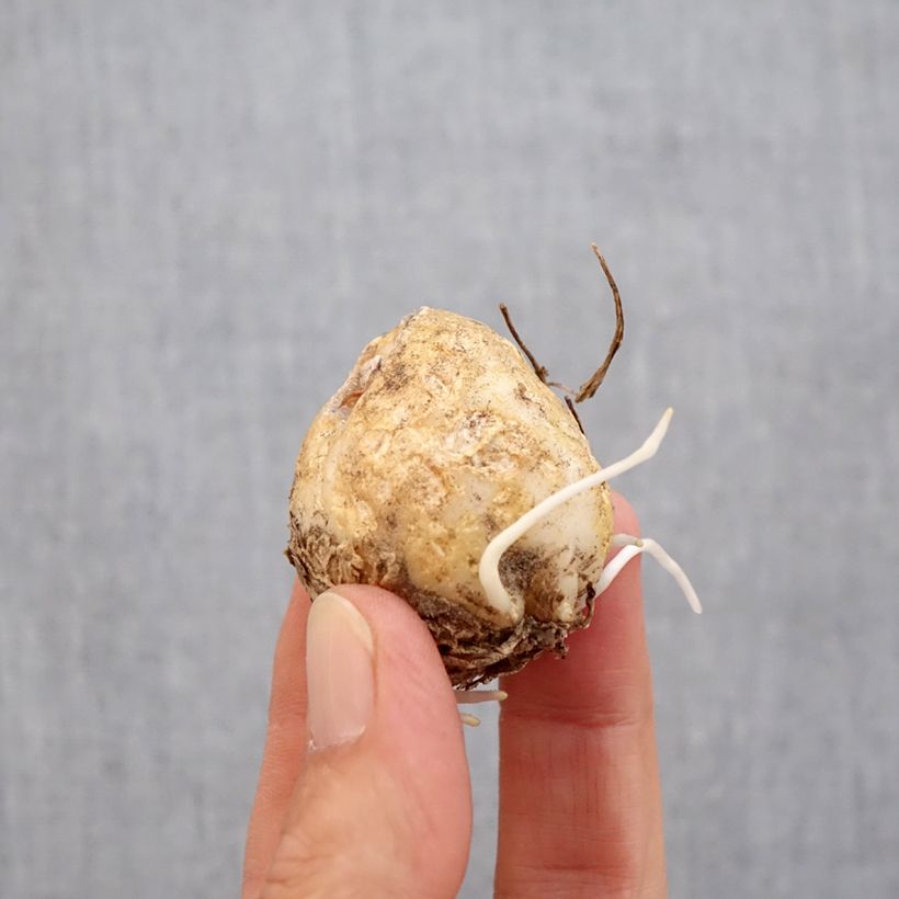 Fritillaria imperialis Vivaldi Bulb size 14/16 sample as delivered in autumn