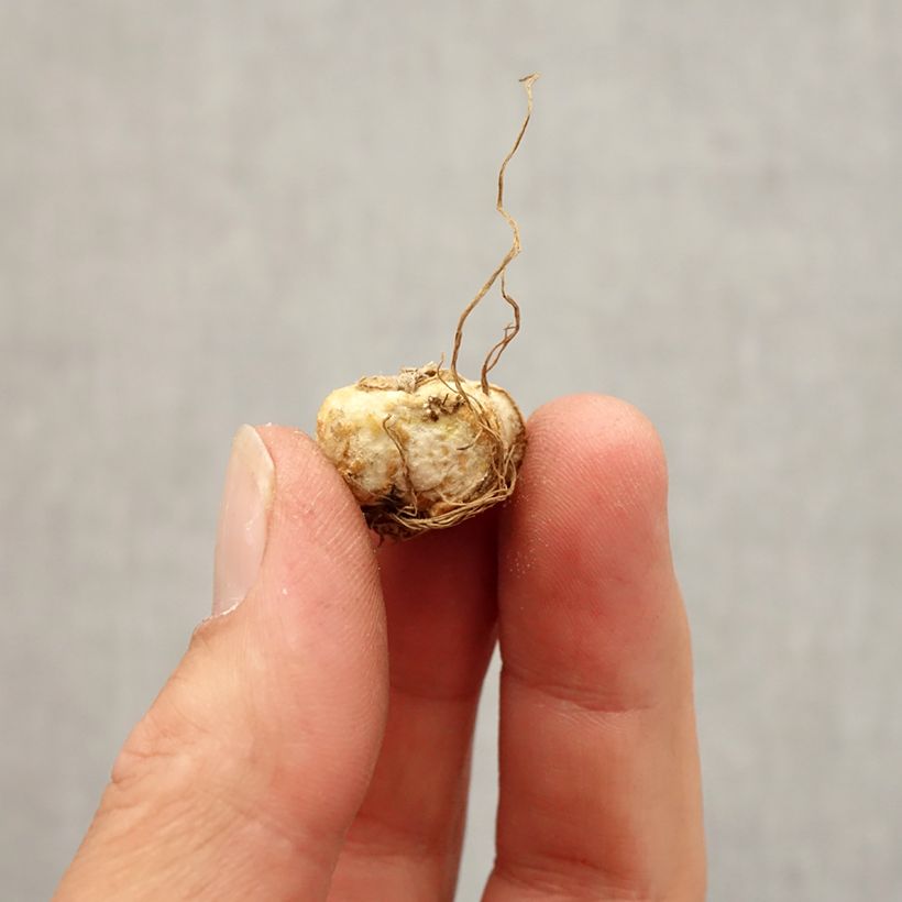Fritillaria michailovskyi Bulb size 5+ sample as delivered in autumn