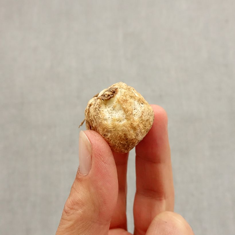 Fritillaria pallidiflora Bulb size I sample as delivered in autumn