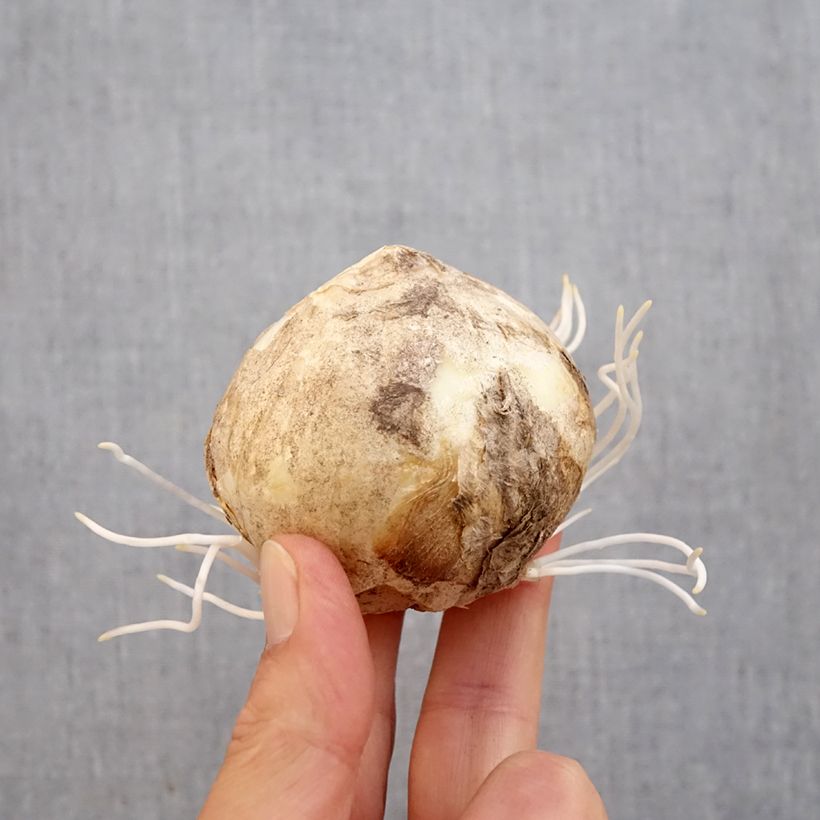 Fritillaria persica Bicolour Magic Bells Bulb size 18/20 sample as delivered in autumn