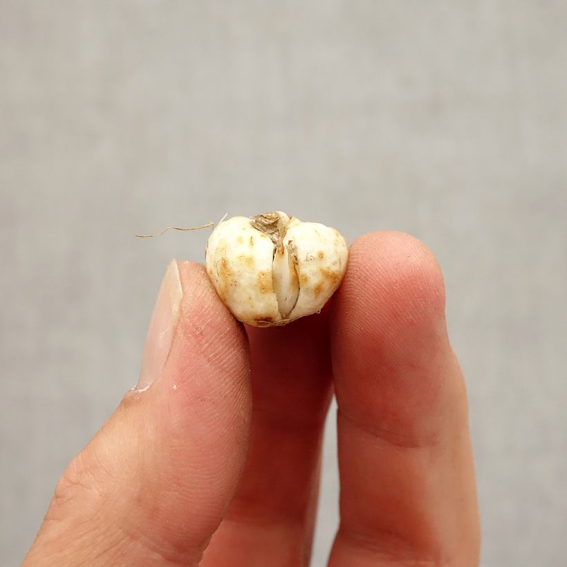 Fritillaria meleagris Alba Bulb size 5+ sample as delivered in autumn
