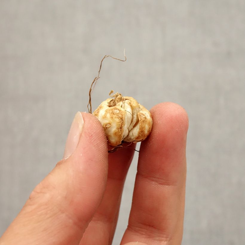 Fritillaria thunbergii Bulb size 5+ sample as delivered in autumn