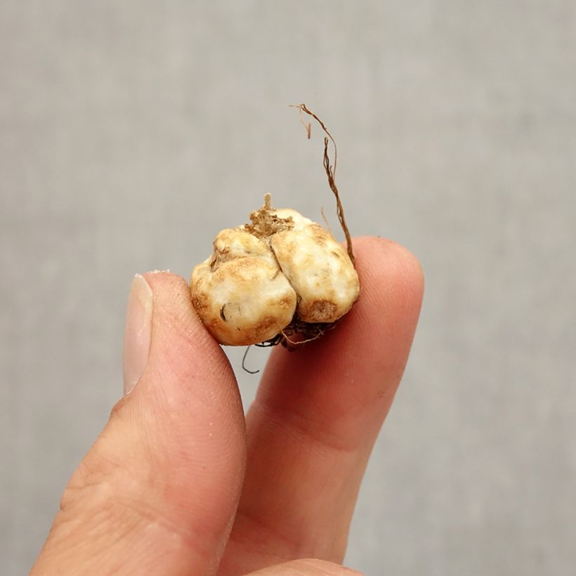 Fritillaria davisii  Bulb size 5+ sample as delivered in autumn