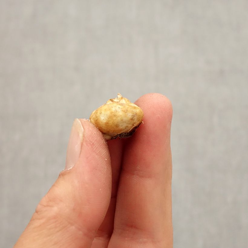 Fritillaria elwesii Bulb size 5+ sample as delivered in autumn