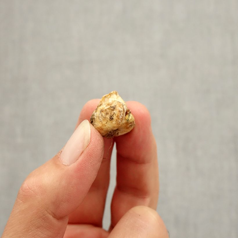 Fritillaria liliacea  Bulb size I sample as delivered in autumn