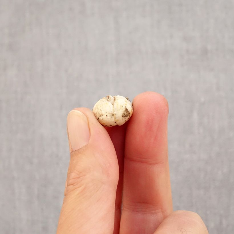 Fritillaria olivieri  Bulb size I sample as delivered in autumn